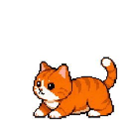 橘猫玩耍动画